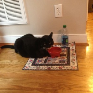 Oreo guarding the water bowl!