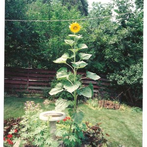 This is a flower that VOLUNTEERED in my parents\' yard in KC Missouri