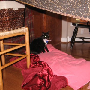 Oreo in the Quilt House