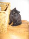 Cuddles TinkerBELLE 1 15 08