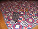 Cuddles - the innocent - sitting on my Carolina Mystery Quilt