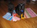 Cuddles and Midnight Helped Put The Bargello Strips Together