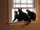 Cats in the Windowsill March 2008