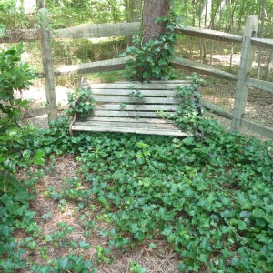 A reading bench?