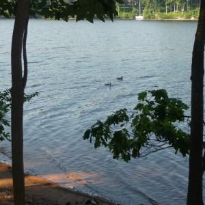 Ducks on the lake