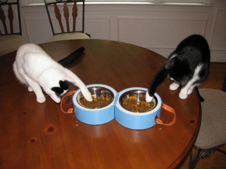 Enjoying their birthday traveling bowls