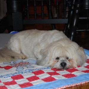 PEPPER is HUGGING HIS QUILT