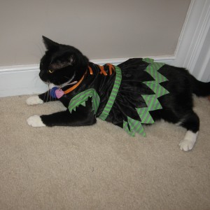 Oreo in her witches costume!