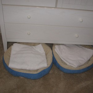 Two Cute Little Blue Kitty Beds