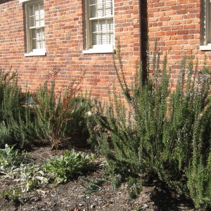 img_4217 img_4217
