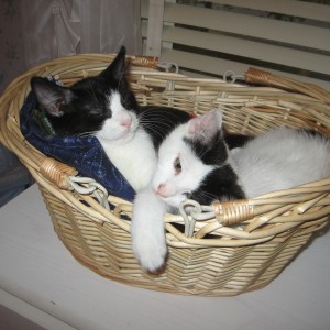 Daisy May and Tonto sleeping on my Fabric