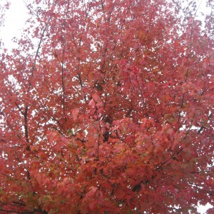 A Tree at School Today