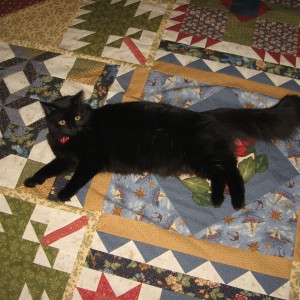 img_4512 Cuddles Has Claimed the Thimbleberries Quilt
