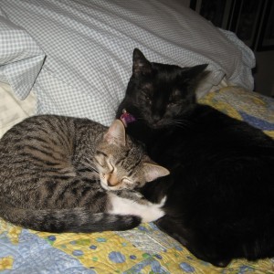 img_4515 Hannah and Midnight are Napping After Chasing Quilt Strings