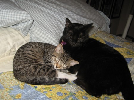 Hannah and Midnight are Napping After Chasing Quilt Strings