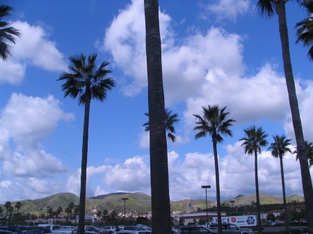Lake Forest Palm Trees