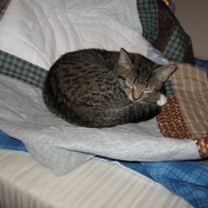 Hannah Fay Sleeping on Fred's Boxy Stars Quilt