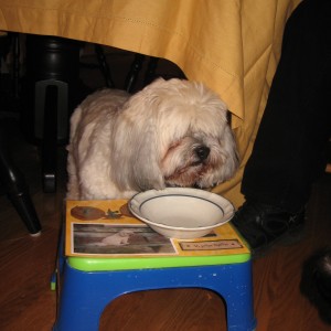 img_4724 Pepper has his own table