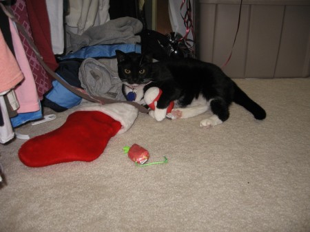 Oreo LOVES her Christmas Catnip Sock!