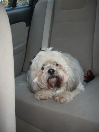 Pepper likes the new car!