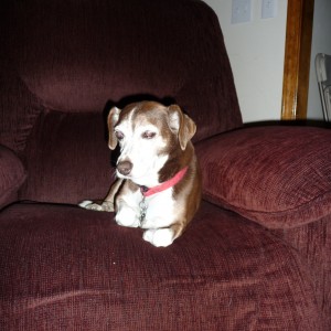 Jessie Kept a Close Watch on HER CHAIR