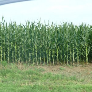 Corn growing - Platte County Fair July 08