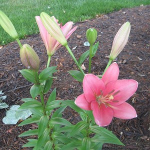 Beautiful Lily in Bloom
