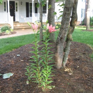 This QVC Lily from Roberta\'s Farms is GIGANTIC