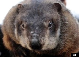 s-PUNXSUTAWNEY-PHIL-large