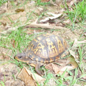 Tara the Turtle